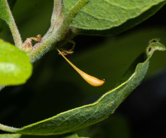 Andricus pedicellatus