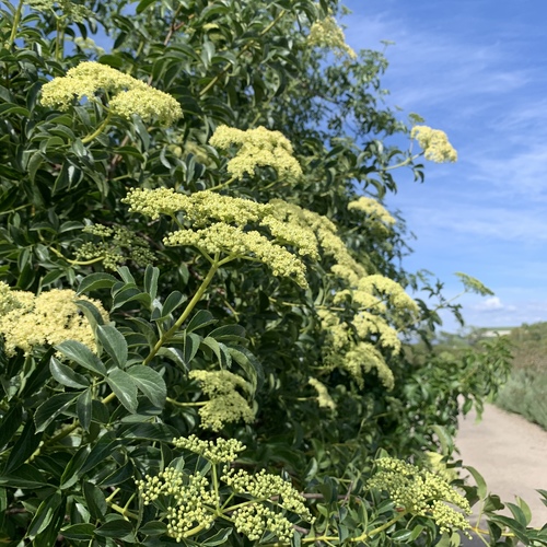iNaturalist observation photo of blue elder