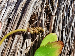 Potamogeton suboblongus