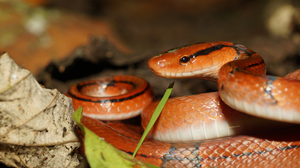 Oreocryptophis