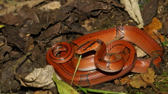 Black-Banded Trinket Snake photo 4