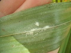 Rastrococcus asteliae