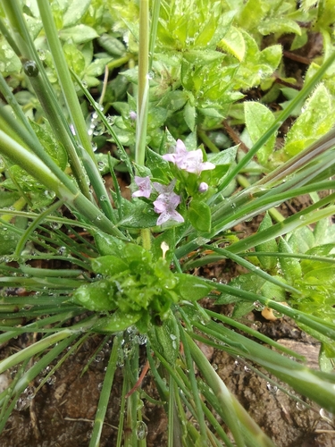 iNaturalist observation photo of Field madder