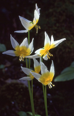 Erythronium taylorii
