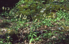 Erythronium taylorii