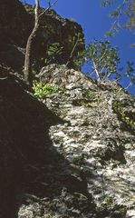 Erythronium taylorii