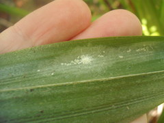 Rastrococcus asteliae