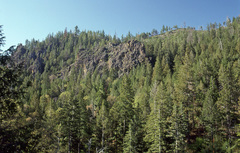 Erythronium taylorii