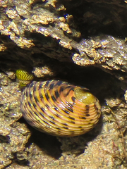 Nerita plicata
