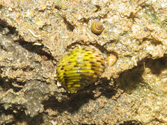 Nerita plicata