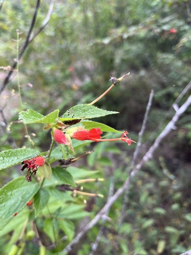 Helicteres guazumifolia (Helicteres guazumifolia)
