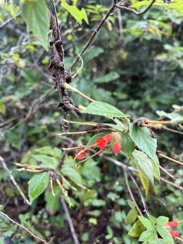 Coralillo (Helicteres guazumifolia)