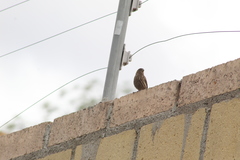 Haemorhous mexicanus