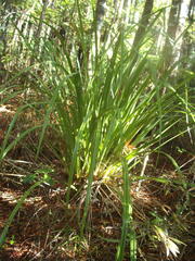 Rastrococcus asteliae