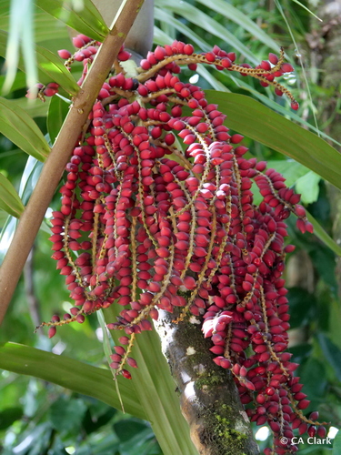 Pinanga insignis observed 2020-03-23