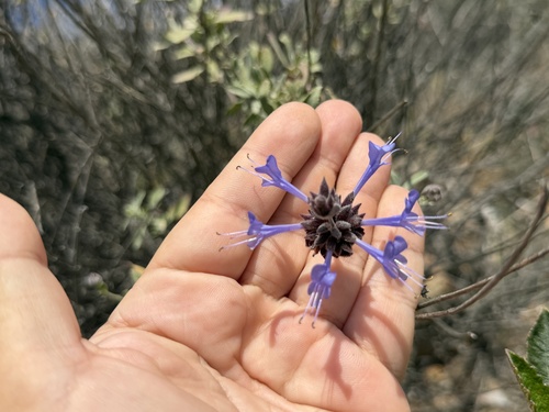 Salvia clevelandii