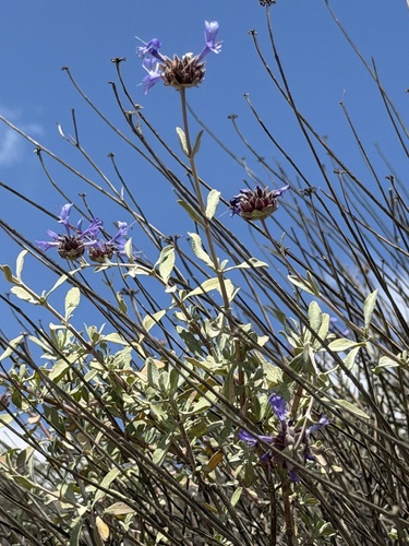 Salvia clevelandii