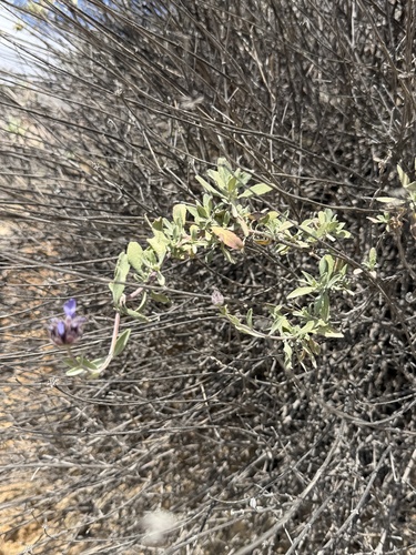 Salvia clevelandii