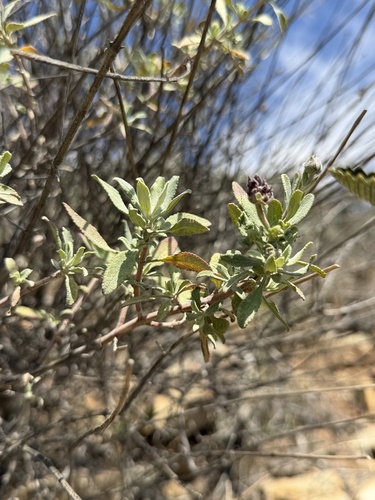 Salvia clevelandii
