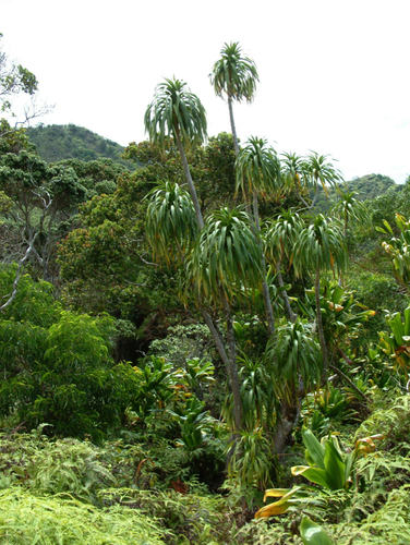 Dracaena halapepe