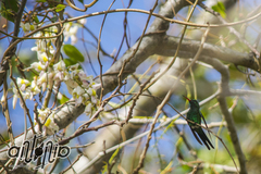 Cynanthus forficatus