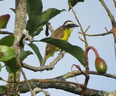 Myiozetetes cayanensis hellmayri