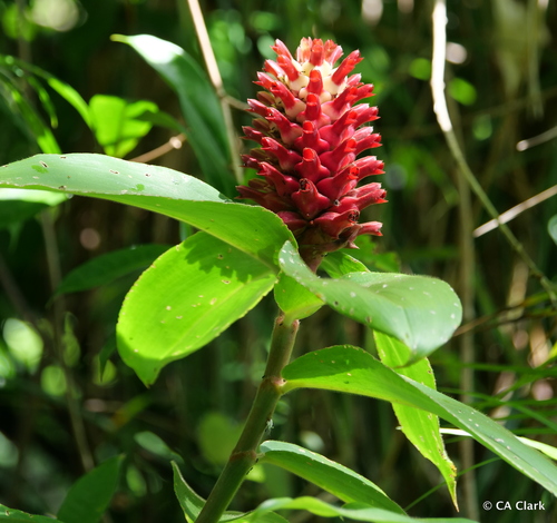 Hellenia speciosa observed 2020-03-23