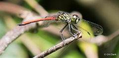 Agrionoptera cardinalis