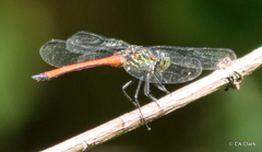 Agrionoptera cardinalis