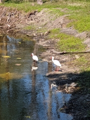 Eudocimus albus