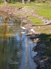 Eudocimus albus