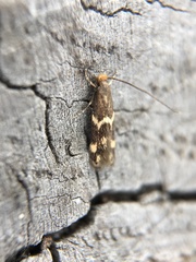 Oinophila v-flava