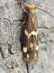 Oinophila v-flava