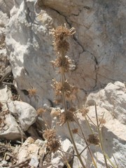 Pseudodictamnus hispanicus