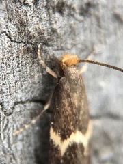 Oinophila v-flava