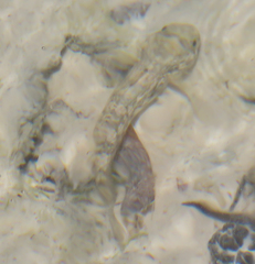 Psammogobius knysnaensis