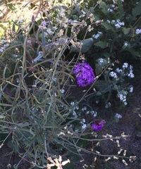 Streptanthus longirostris