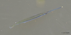 Zenarchopterus dispar