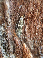 Oinophila v-flava