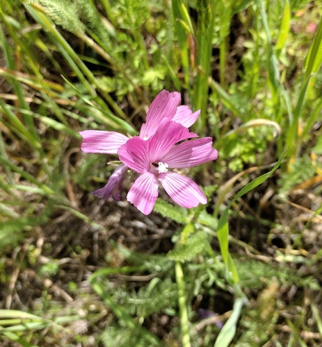 iNaturalist observation photo of checkerbloom