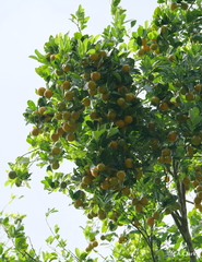 Citrus × microcarpa