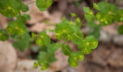Euphorbia commutata