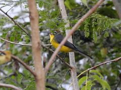 Myioborus brunniceps