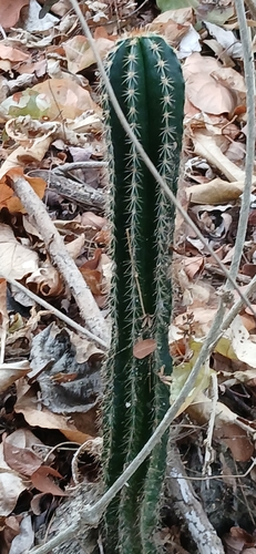 Indian Comb (Pachycereus pecten-aboriginum)