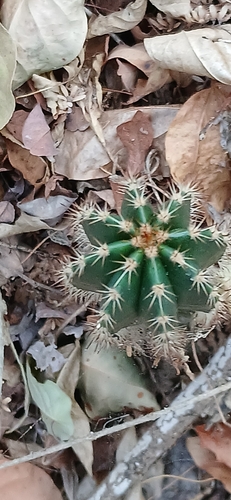 Cardón (Pachycereus pecten-aboriginum)