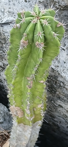 Cardón (Pachycereus pecten-aboriginum)