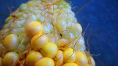 Caplothorax lugubris