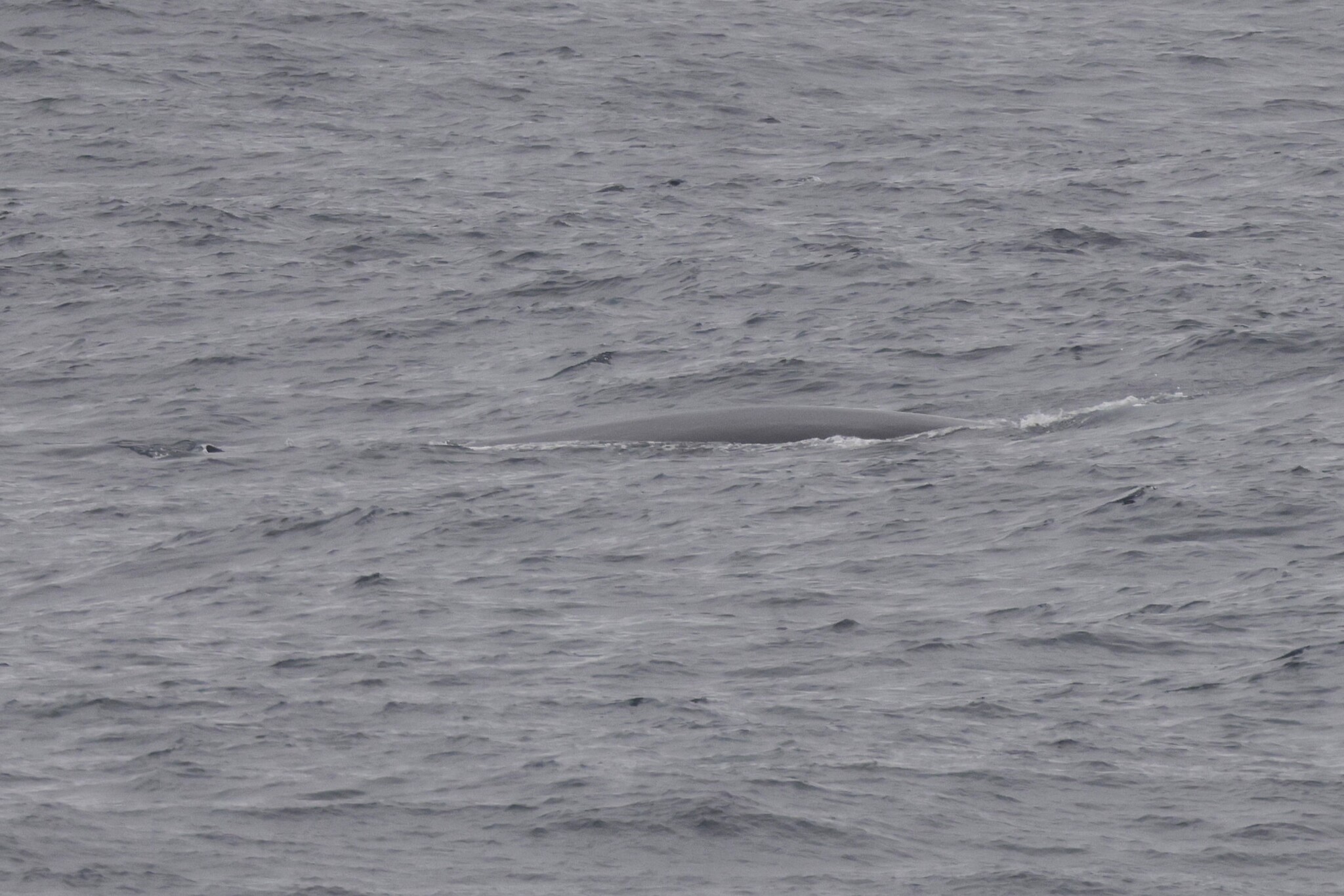 Balaenoptera physalus