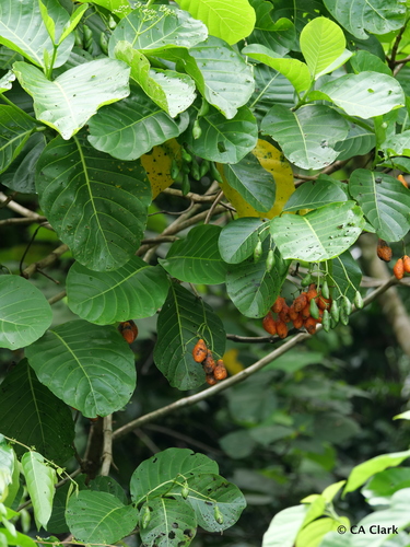 Neuburgia celebica