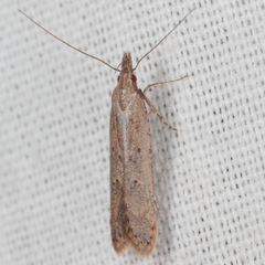 Dichomeris ligulella